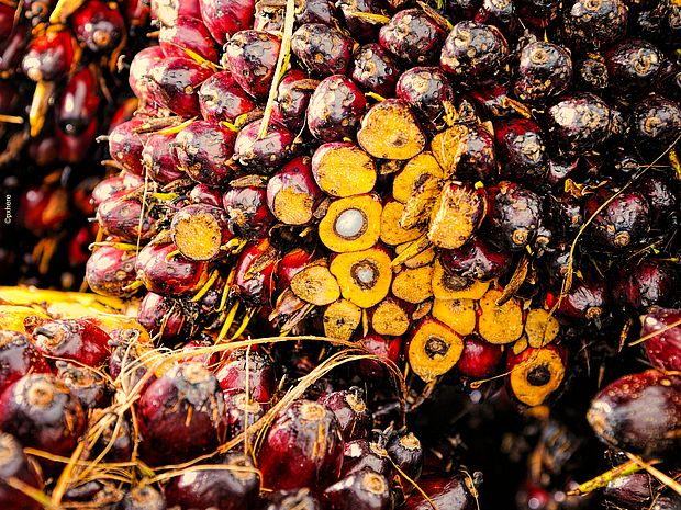 Palmöl-Früchte von der Ölpalme. ©Pxhere