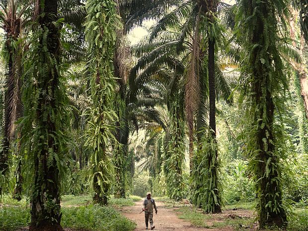Eine Palmölplantage in Guatemala ©OroVerde - A. Hillbrand