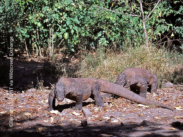 Zwei Komodowarane in ihrem Lebensraum in Indonesien. Weibliche Komodowarane können sich selbst befruchten, wenn kein Männchen verfügbar ist ©Bernard DUPONT via Wildscreen Exchange