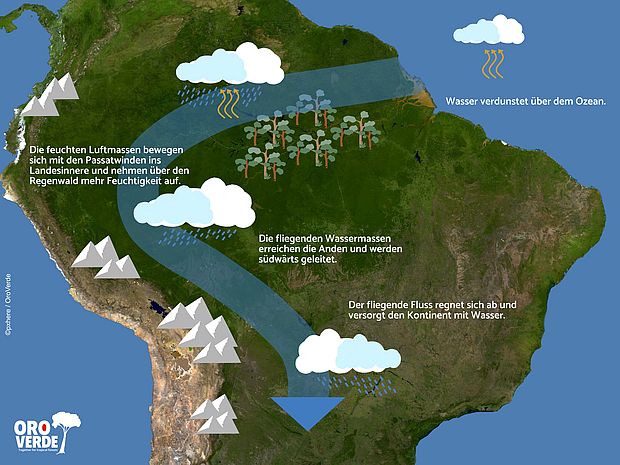 Infografik zur Entstehung der fliegenden Flüsse im Amazonasbecken. ©OroVerde - Bakker