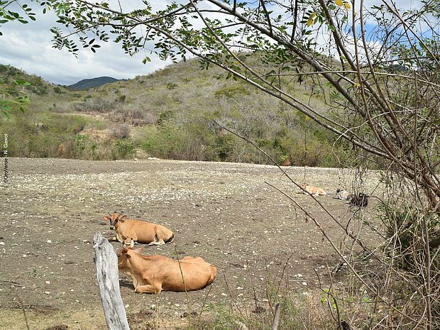 Zwei Rinder liegen auf einer Weide im Dominikanischen Trockenwald