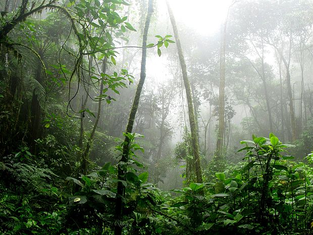 Die Bäume und Pflanzen im Regenwald absorbieren das Treibhausgas Kohlenstoffdioxid. ©Pexels