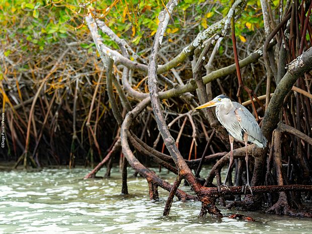 Ein Reiher sitzt auf der Luftwurzel einer Mangrove ©Pexels