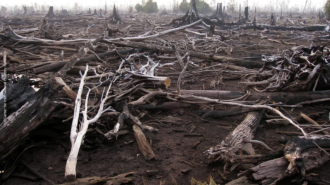 Waldbrand in Indonesien ©Center for International Forestry 