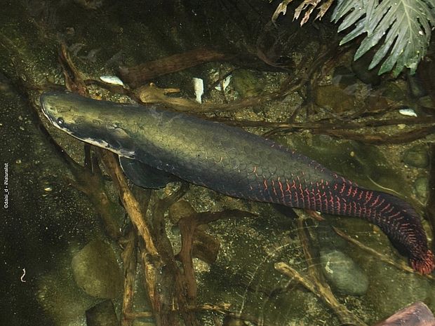 Steckbrief Arapaima 