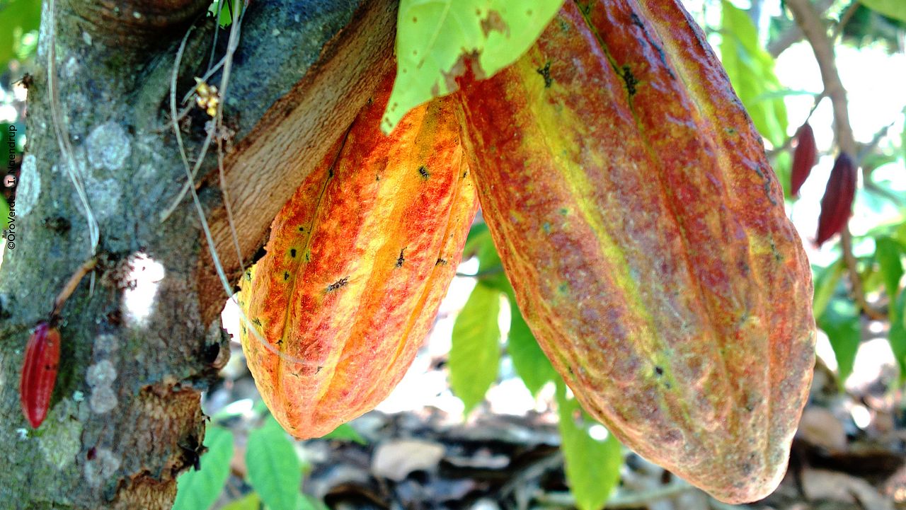 Kakao-Früchte ©OroVerde – I. Naendrup