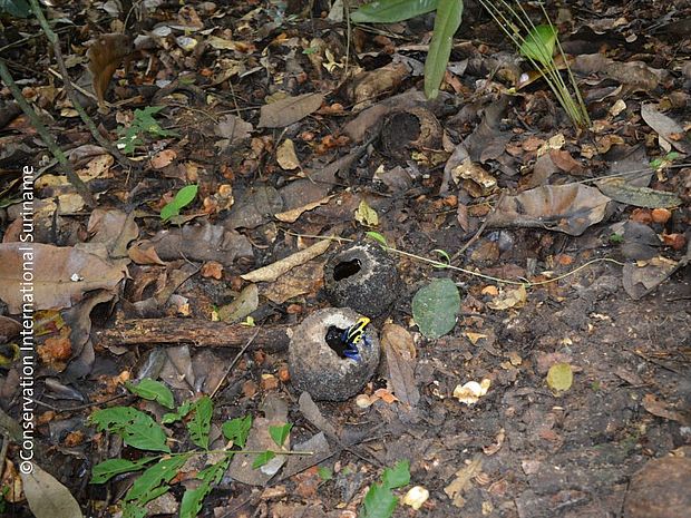Paranüsse werden in unberührten Regenwäldern unter den Urwaldriesen gesammelt. Ohne Waldschutz keine Paranuss ©Conservation International Suriname