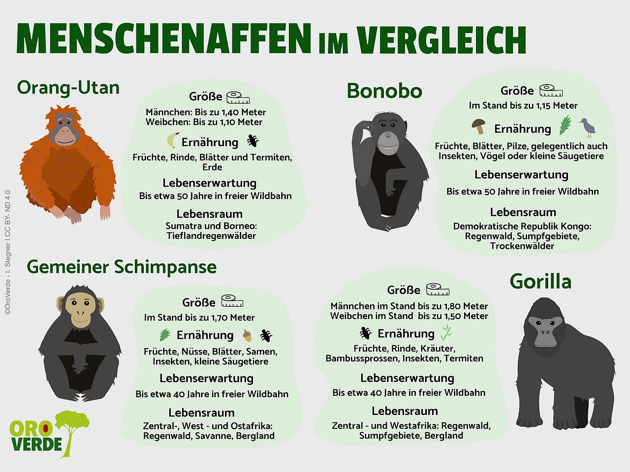 Vier Menschenaffenarten im Vergleich 