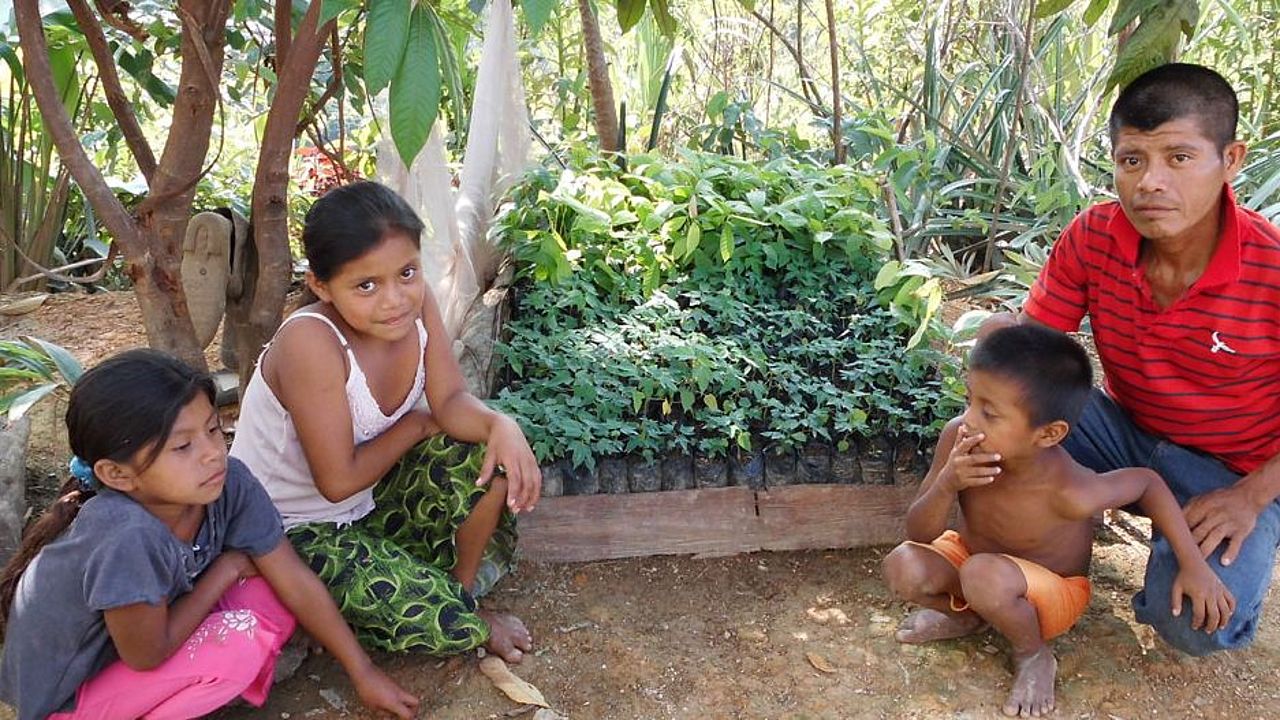 Aufgabe Regenwaldschutz: Familie zieht Regenwald-Setzlinge heran