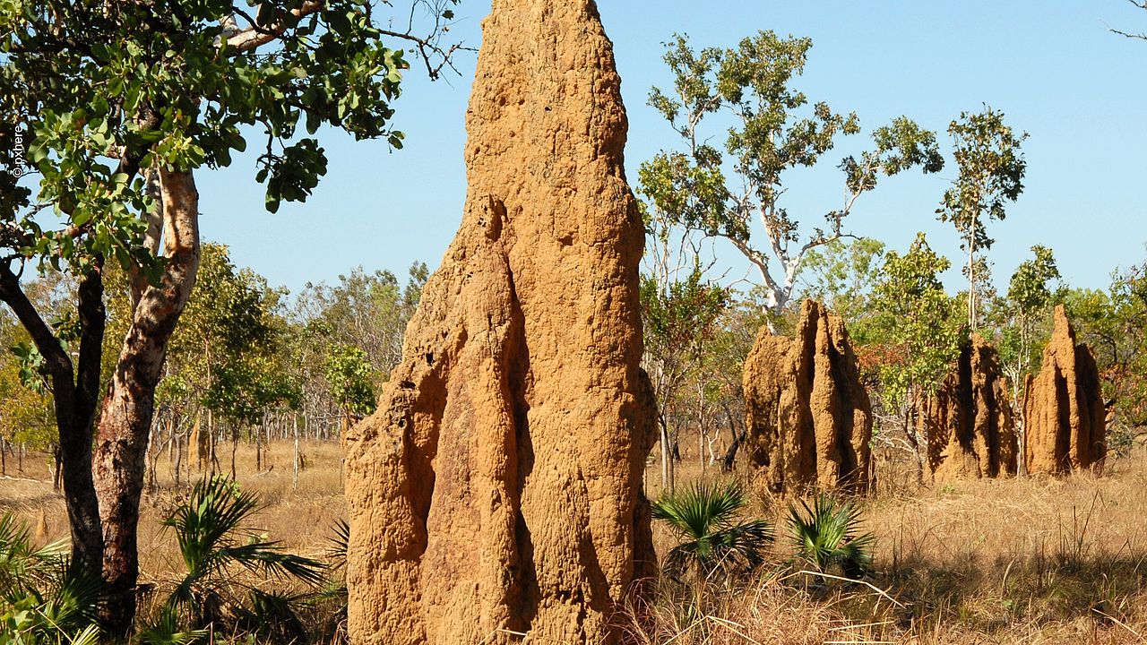 Termitenhügel in Landschaft ©pxhere