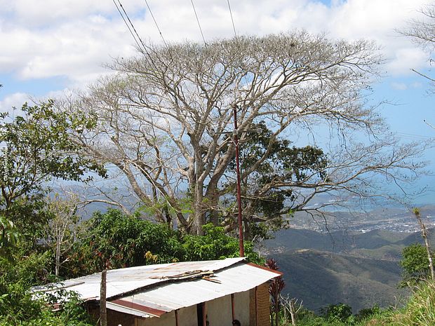 Ein Guanacaste-Baum hinter einer einfachen Hütte. Im Hintergrund ist ein Blick in ein Tal mit bewaldeten Hügeln, Häusern und einem Gewässer zu sehen.