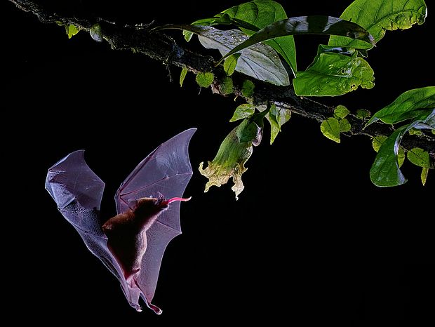 Eine Fledermaus im dunklen auf der Suche nach Nahrung ©Zdenek Machazek via Unsplash