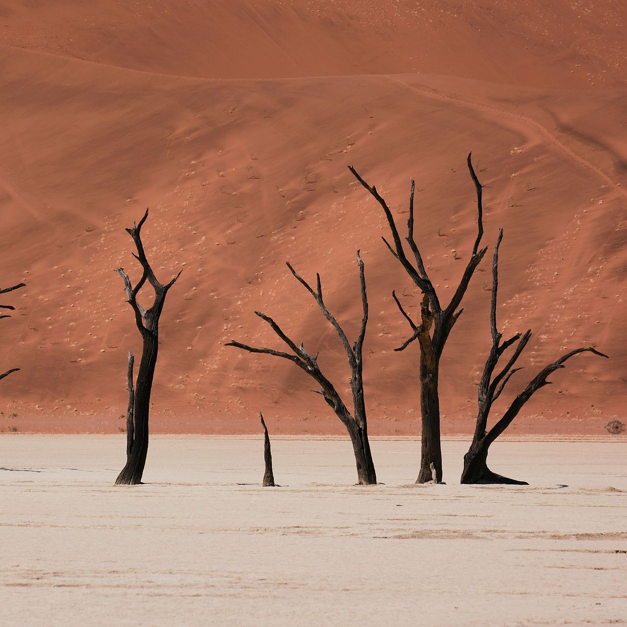 Bäume in der namibischen Wüste ©J. Kettle - Unsplash Plus