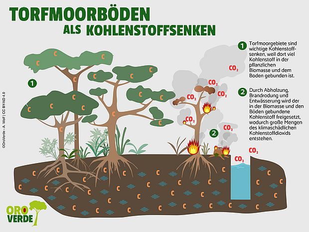 Informationsgrafik zu Torfmoorböden als Kohlenstoffsenke ©Oroverde - A.Wolf