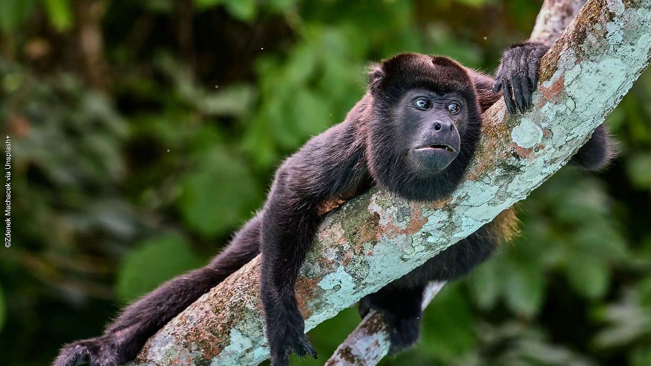 Ein Affe in einem Baum ©Zdenek Machacek - Unsplash Plus