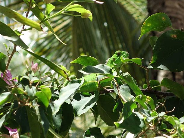Echse in ihrem Habitat: dem tropischen Regenwald ©OroVerde/E.Mannigel