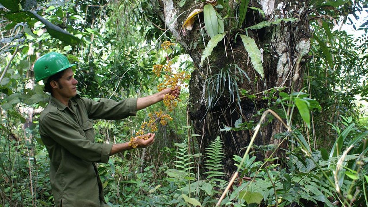 Forscher im Regenwald