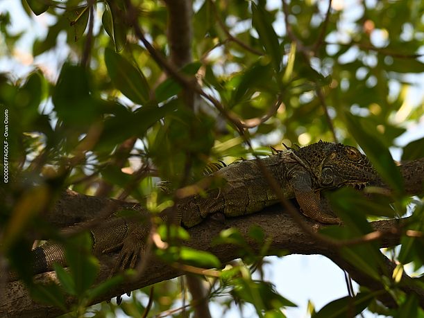 Ein Leguan versteckt sich im Geäst des Mangrovenwaldes ©CODDEFFAGOLF - Onan Osorto 