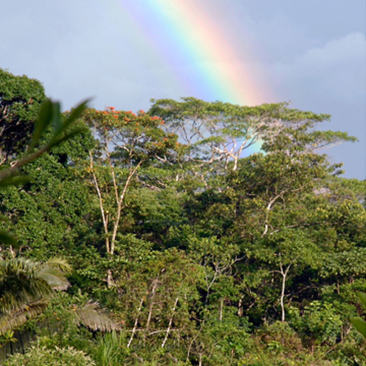 Die Artenvielfalt im ecuadorianischen Amazonas-Regenwald