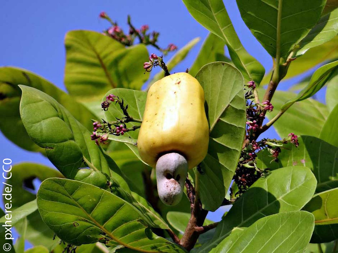 Cashewnuss ©pxhere.de/CC0