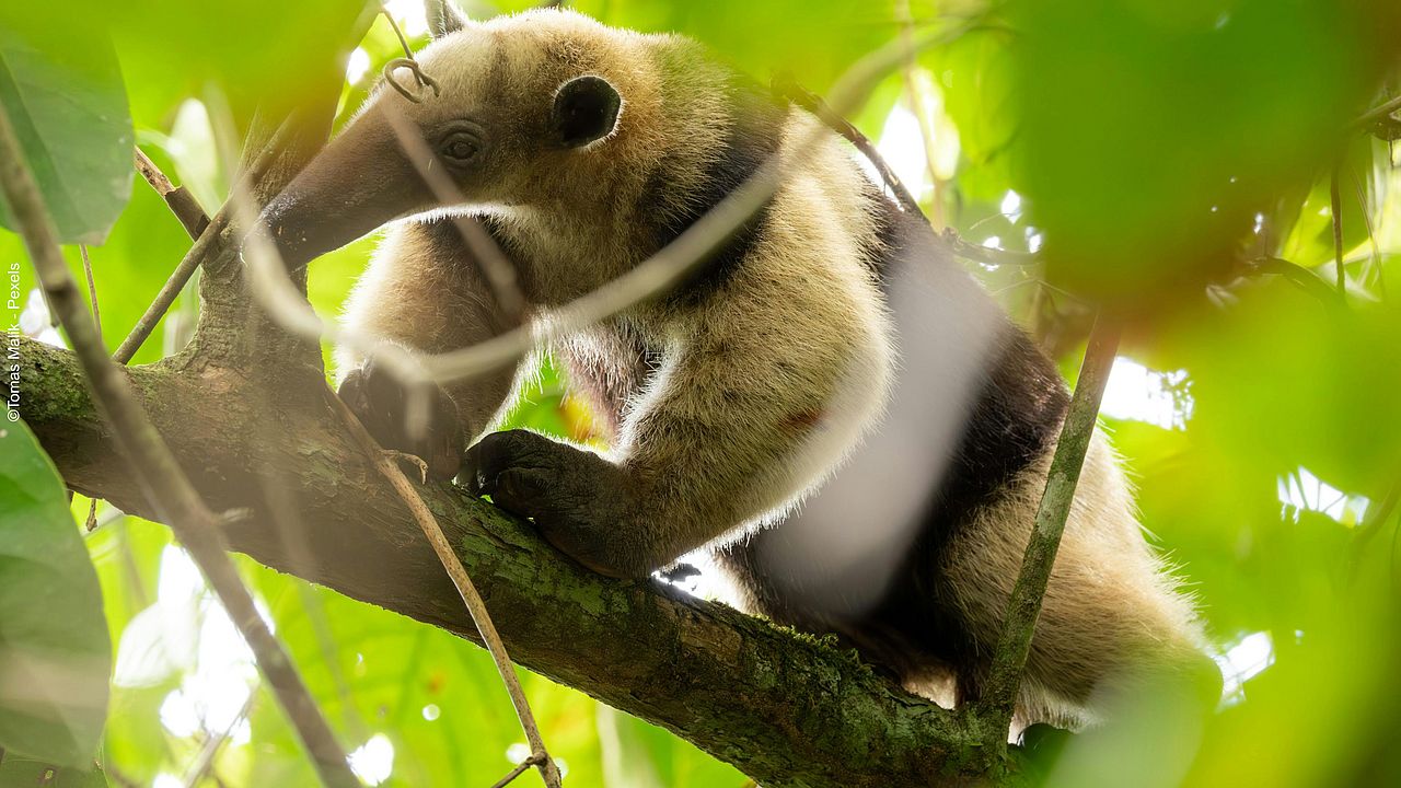 Der Tamandua im Regenwald ©Tomas Malik - Pexels.