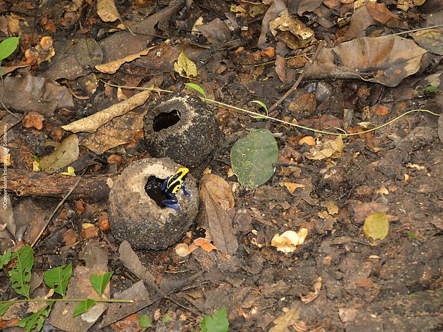 Ein schwarz-gelber Pfeilgiftfrosch sitzt in einer Paranussschale