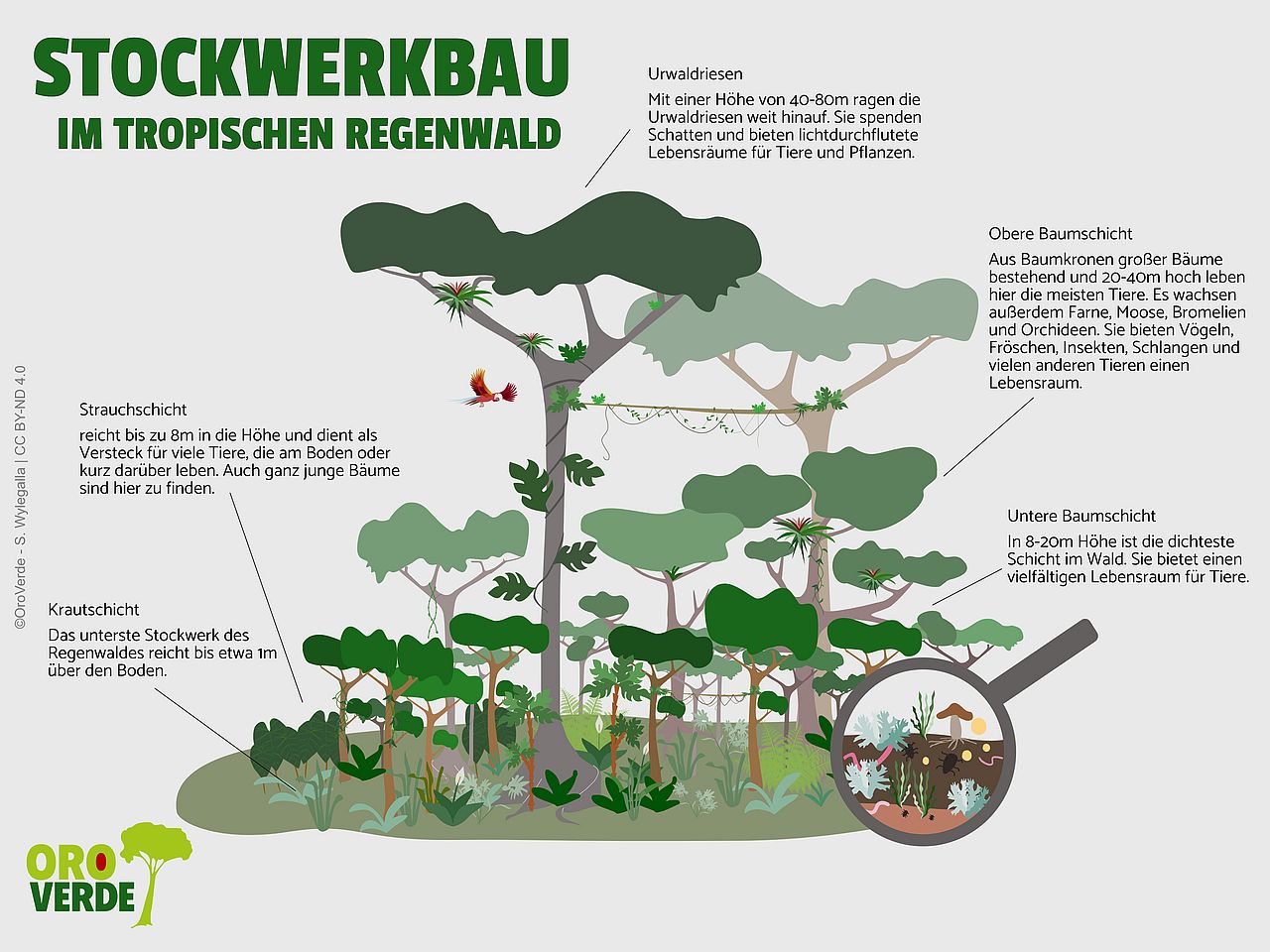 Der Stockwerkbau im tropischen Regenwald ©OroVerde - S. Wylegalla