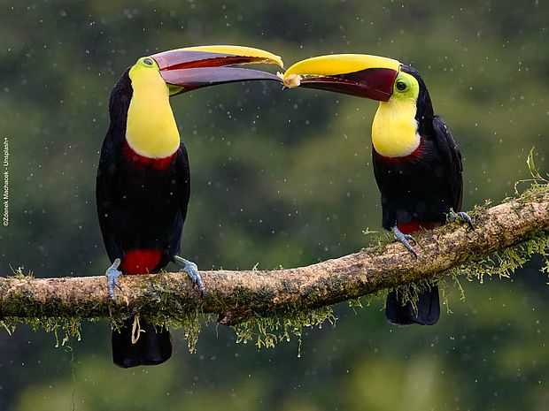 Zwei Tukane sitzen im Regenwald auf einem Ast ©Zdenek Machacek - Unsplash+