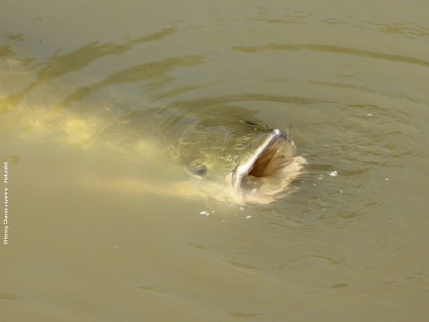 Arapaima mit offenem Maul 