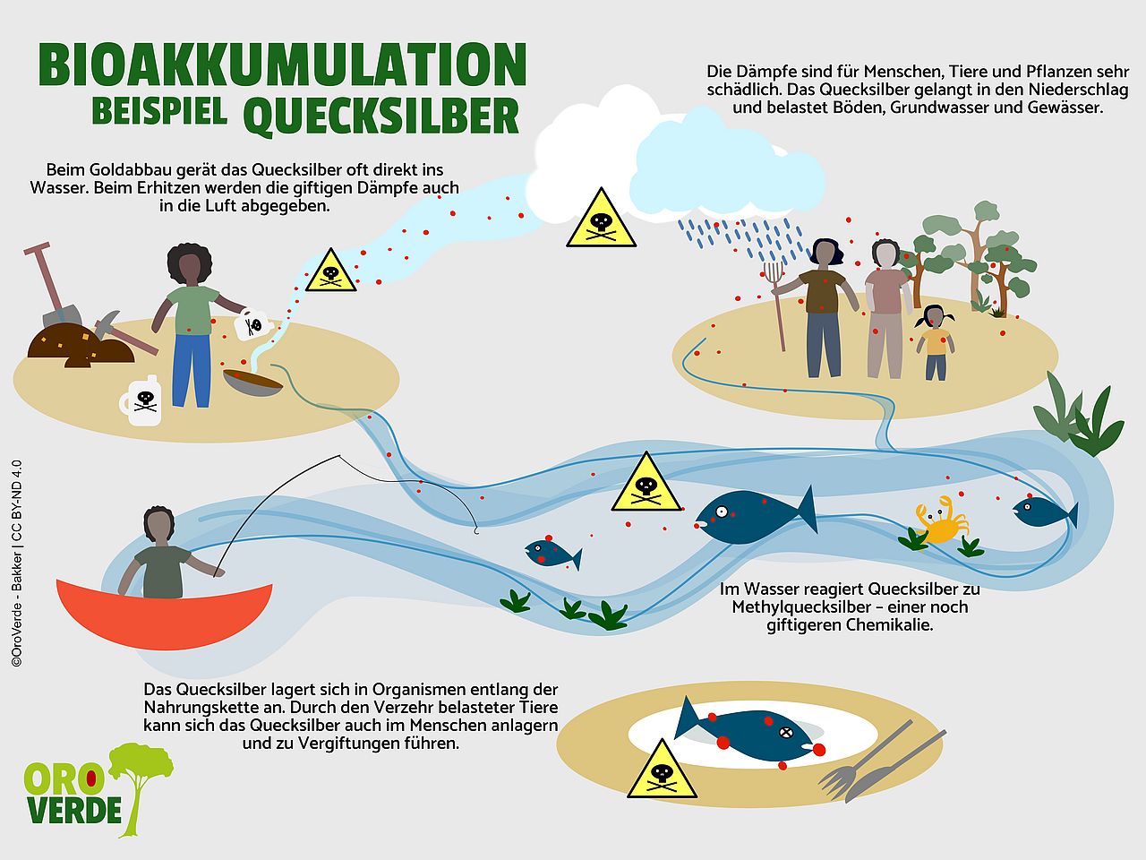 Grafik zur Bioakkumulation beim Goldabbau ©OroVerde - E. Bakker