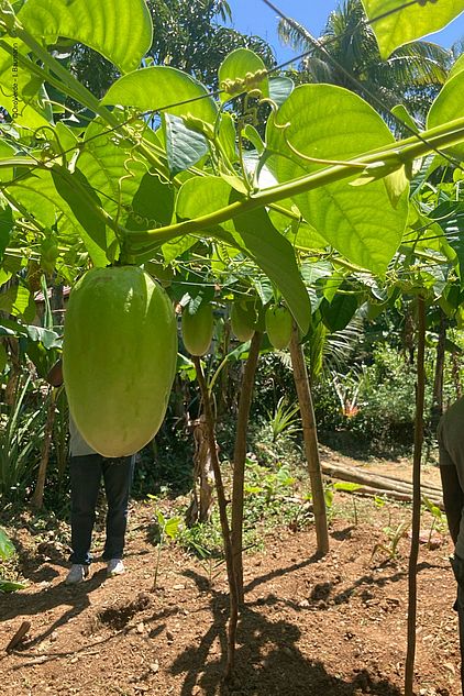 Laube mit Königsgranadilla, Haiti, im Projekt KlimaWald.