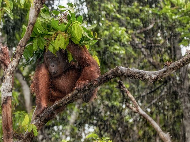 Ein Orang-Utan schützt sich vor dem Regen ©S. Sparanglia - Wildscreen Exchange