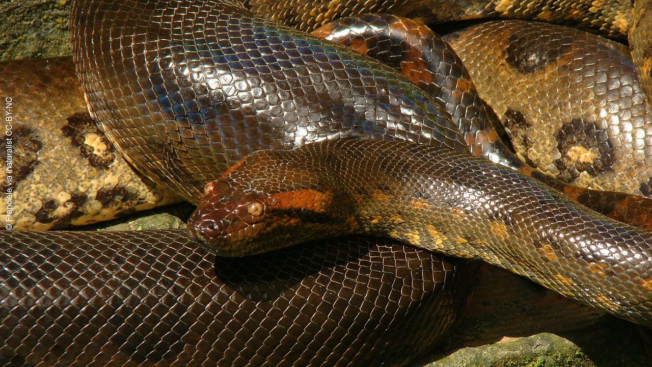 Eine grüne Anakonda (Eunectes sp.) schlängelt sich auf einem Stein ©Franciele