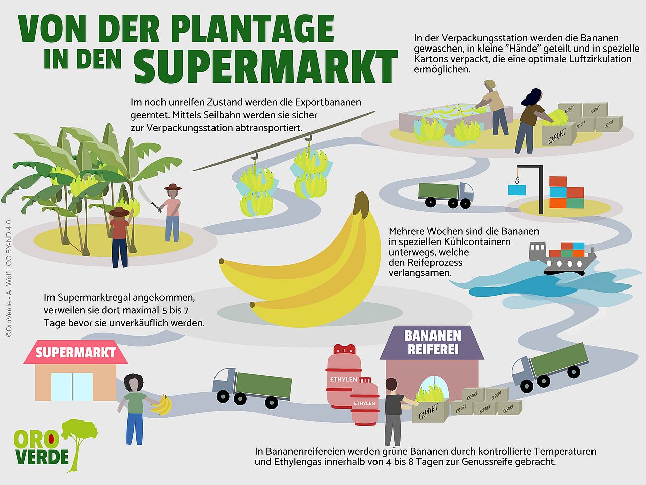 Wertschöpfungskette von Bananen, von der Plantage bis in den Supermarkt.