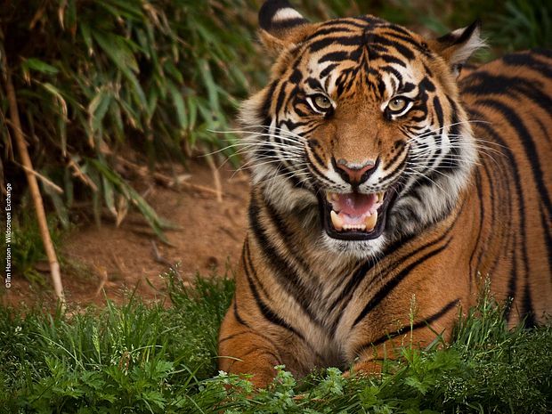Sumatra-Tiger sind vom Aussterben bedroht, denn mit dem Regenwald wird auch ihr Lebensraum zerstört. ©Tim Harrison - Wildscreen Exchange