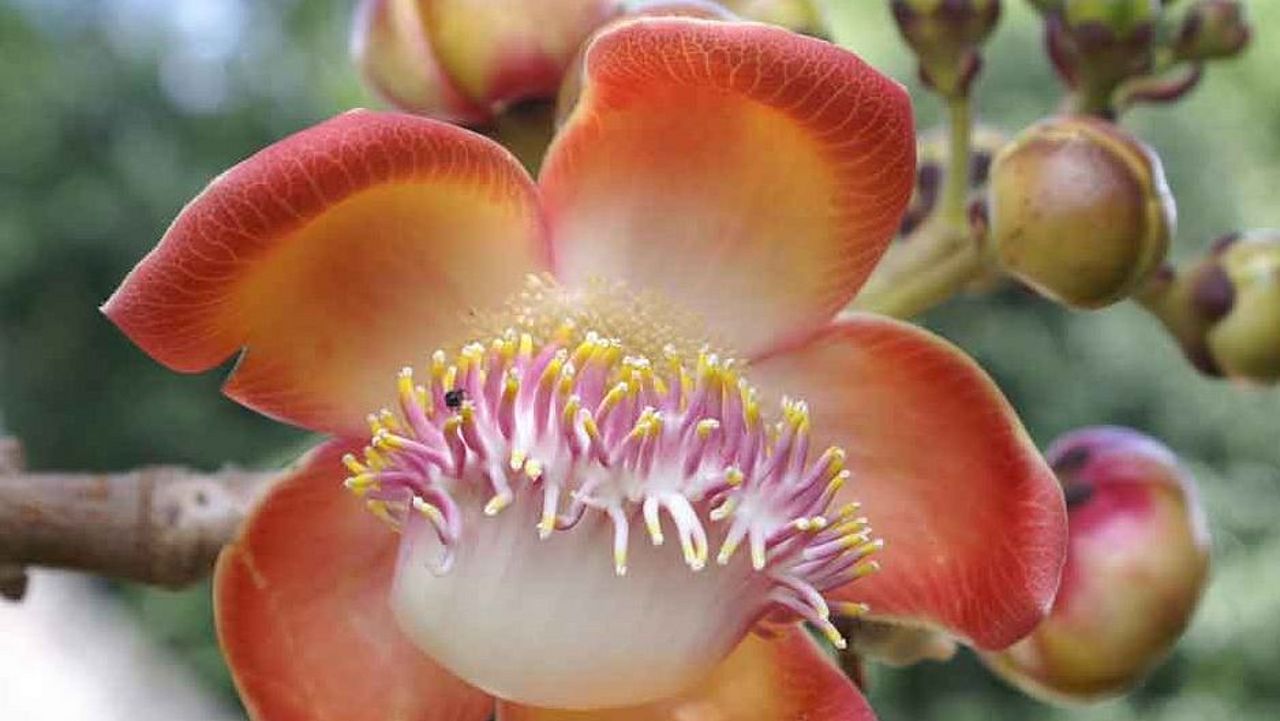 Diese Blüte befindet sich in Costa Rica ©Elke Mannigel