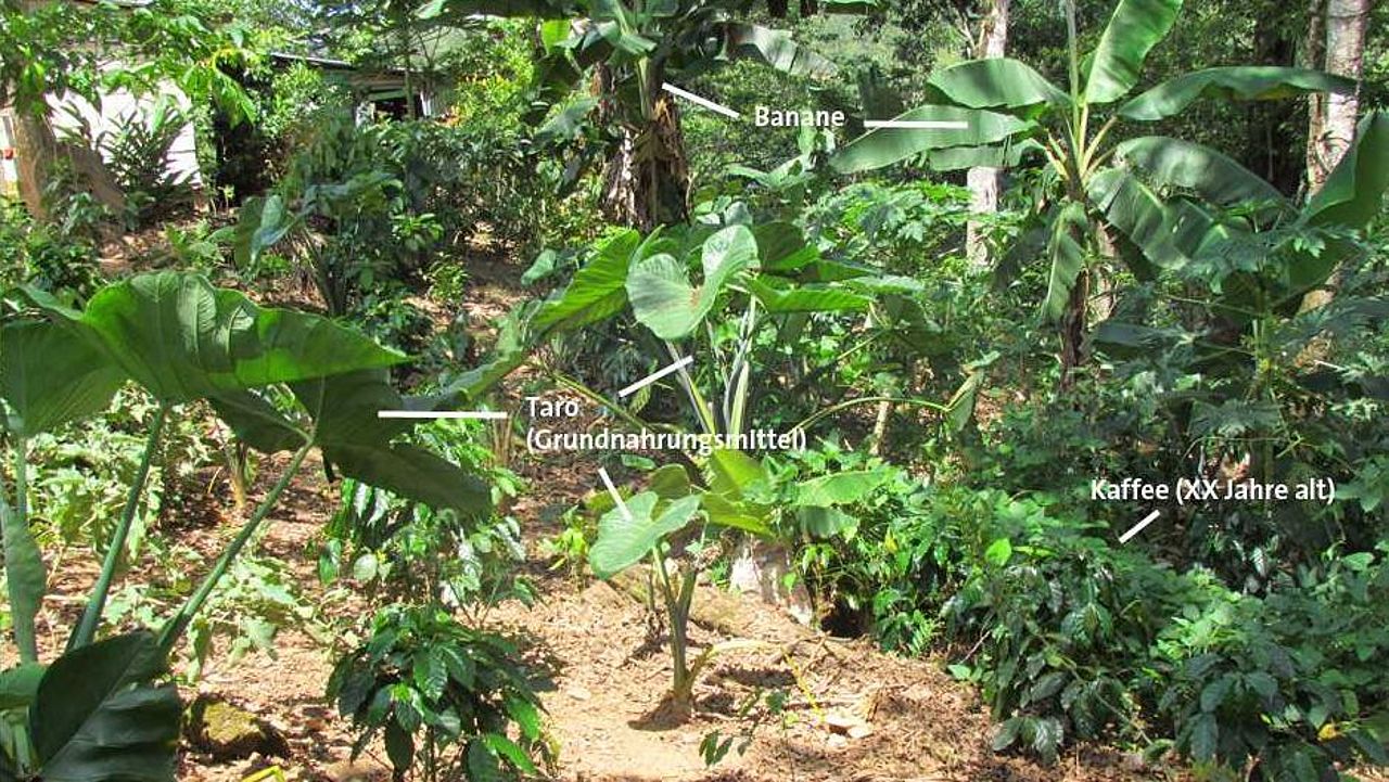 Agroforstparzelle Dominikanische Republik ©Torsten Klimpel 