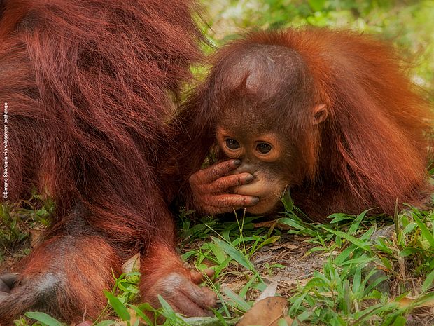 Orang - Utan Jungtier 