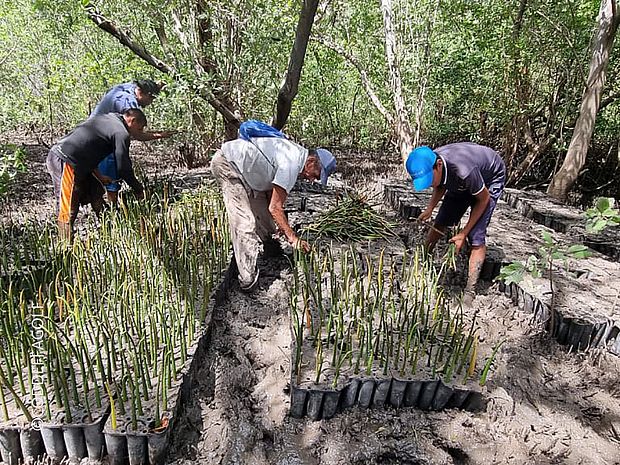 Mangroven-Keimlinge aus der Baumschule werden für die Mangroven-Aufforstung im Golf von Fonseca vorbereitet.  © CODDEFFAGOLF