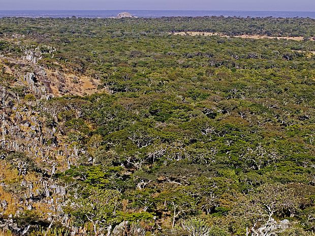 Blick von oben auf den afrikanischen Miombo-Trockenwald in Sambia