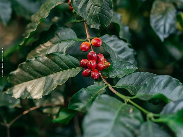 Kaffeeanbau: Kaffeekirschen am Strauch ©Mariela Ferbo - Unsplash Plus 