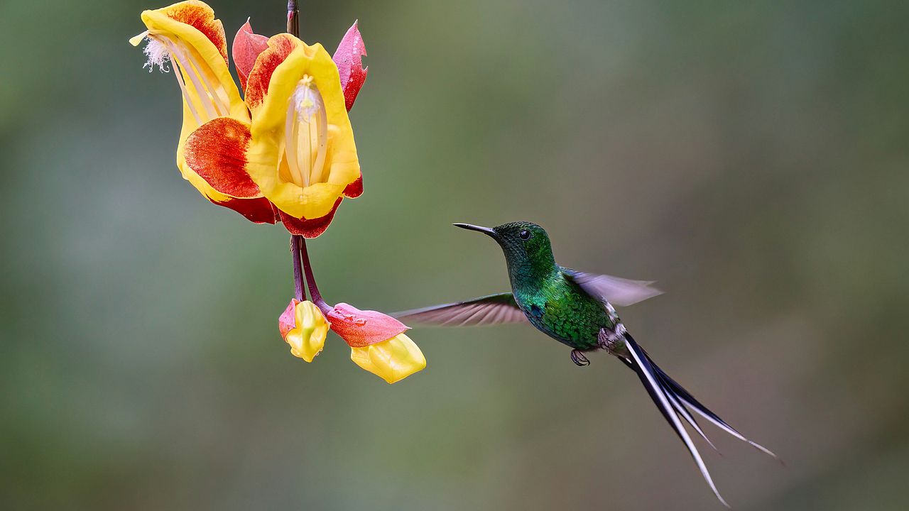 Kolibri schwebt an Pflanze © Zdenek Machacek via Unsplash