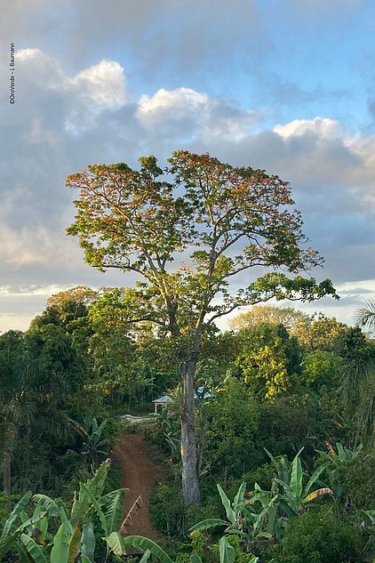 Agroforstsystem mit Kaffee, Bananen, Mango und Avocado, Thiotte, Haiti im Projekt KlimaWald.