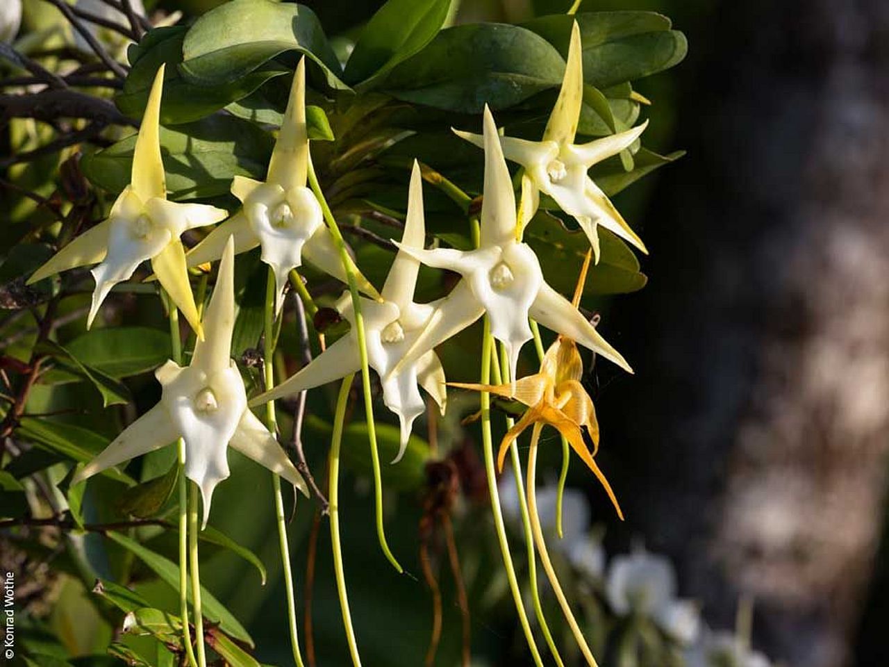 Sternorchidee aus Madagaskar ©Konrad Wothe