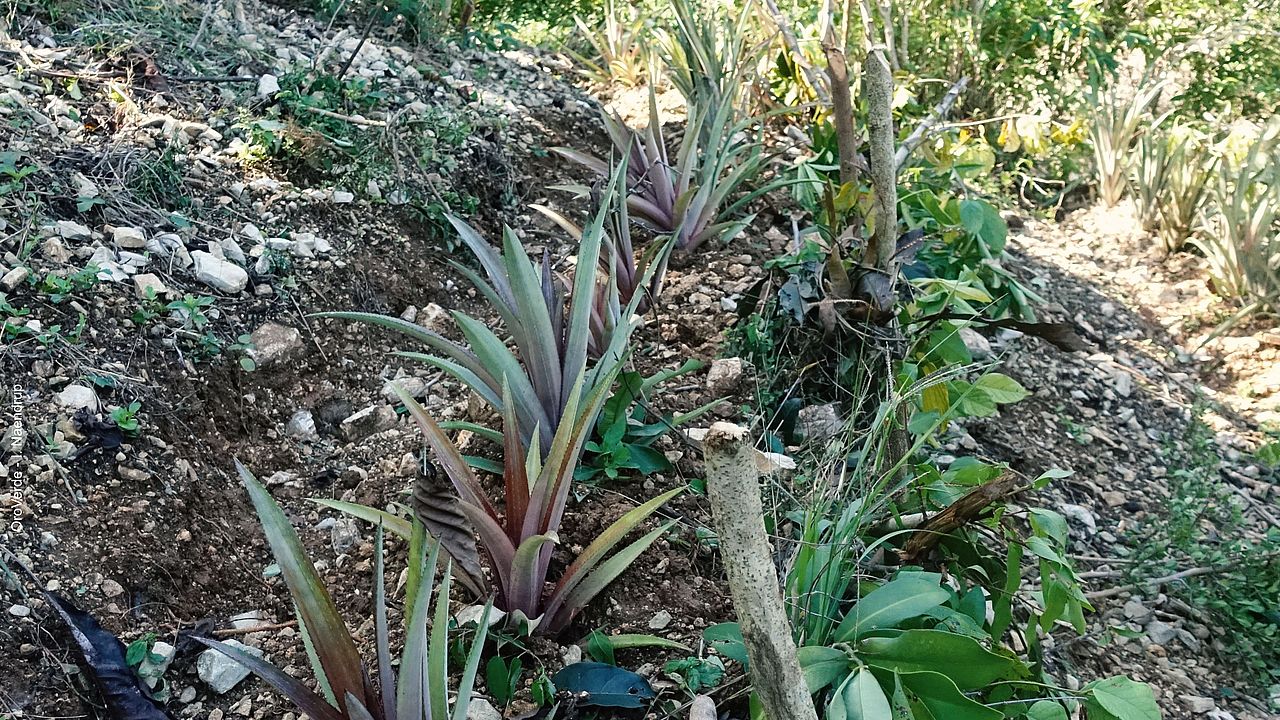 Lebende Hecke aus Ananas-Pflanzen ©OroVerde – I. Naendrup