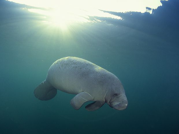 Seekuh schwimmt friedlich im Wasser ©via unsplash