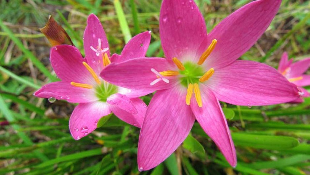 In Indonesien gibt es viele schöne Blüten ©OroVerde 