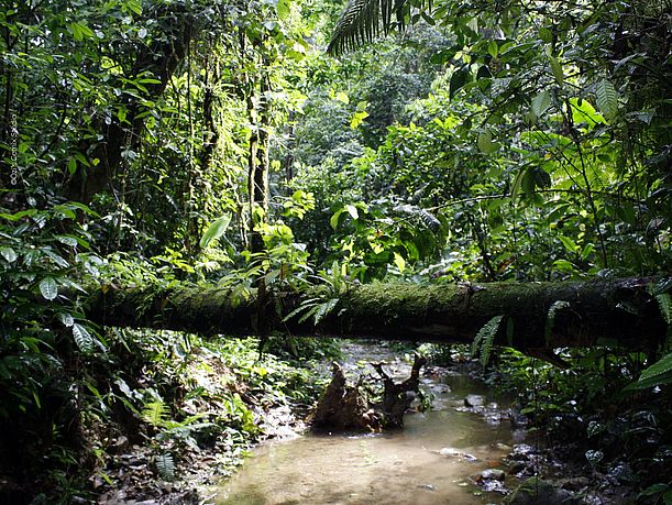 Tropischer Regenwald in Sarayaku ©Özi's Comix Studio