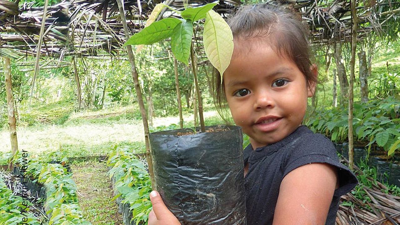 Bekämpfen Sie mit Ihrer Spende Armut: Zum Beispiel durch nachhaltigen Kakaoanbau in Waldgärten (Agroforst). ©OroVerde/Kerstin Klewer