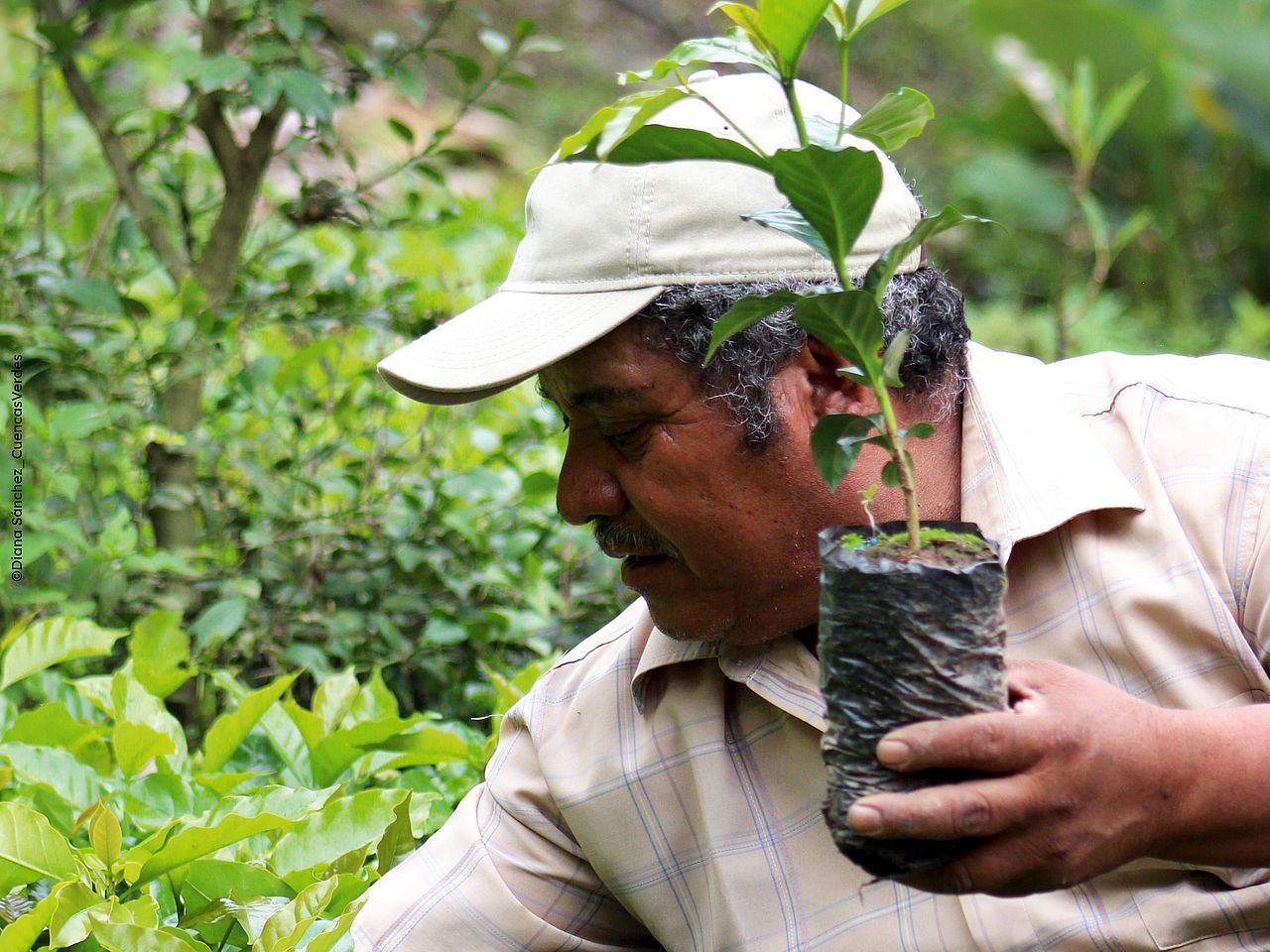 Mann mit Setzling in Guatemala